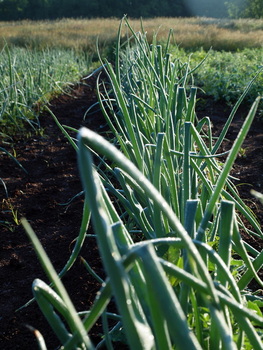 Stony Branch Growers photo 10