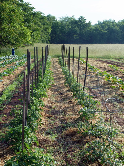 Stony Branch Growers