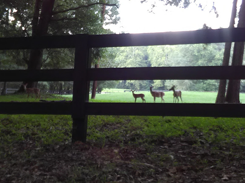 Rancho Alegre Farm