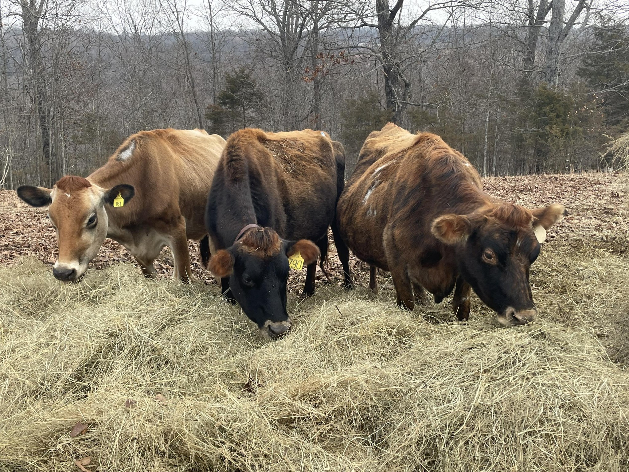 Melton Ridge Farms