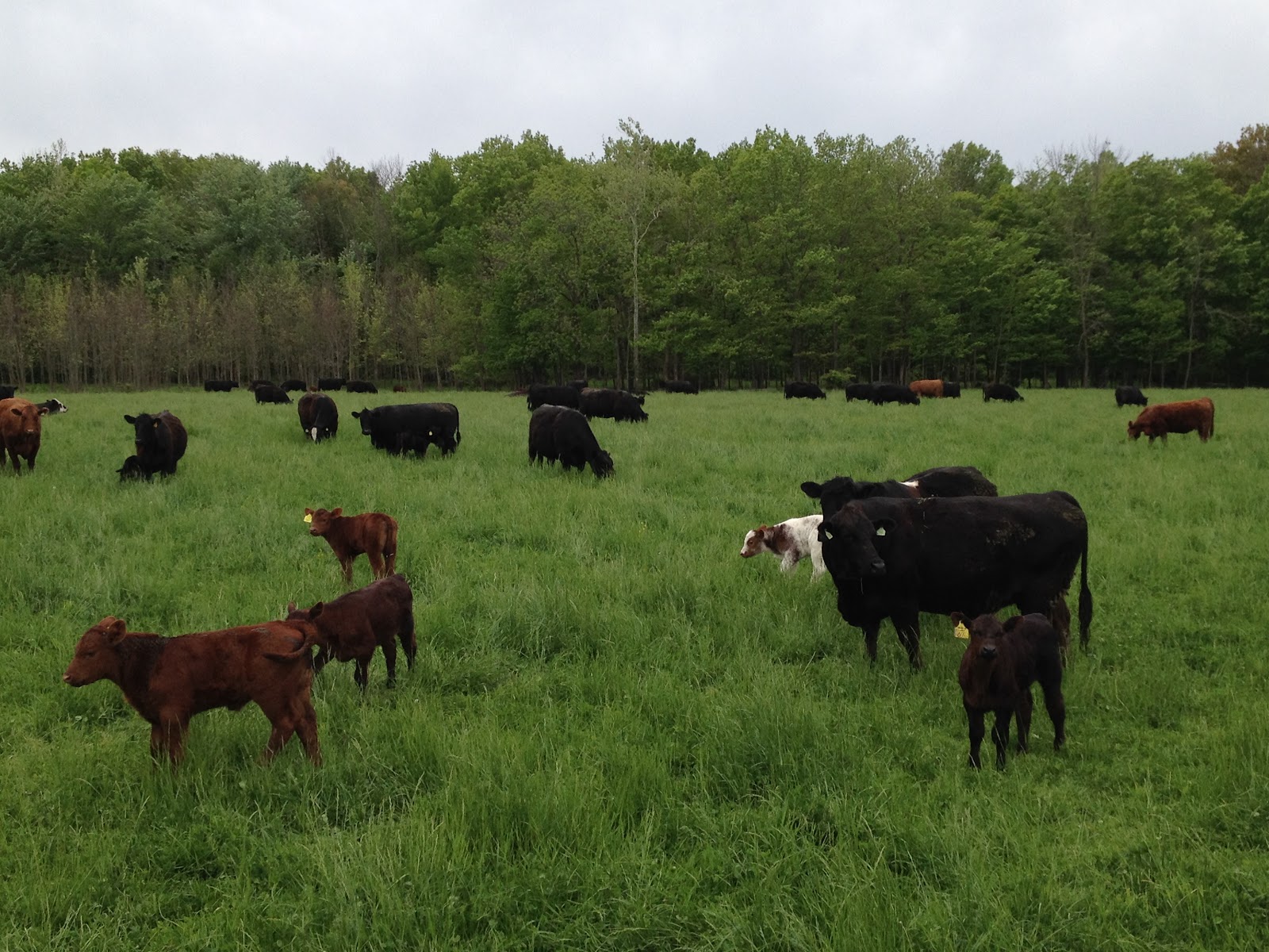 Kaminski Farms Meats photo 3