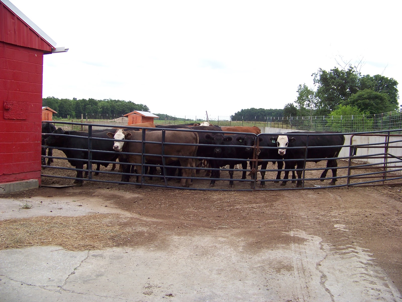 Kaminski Farms Meats photo 5