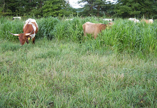 Callan Cattle Co. photo 4