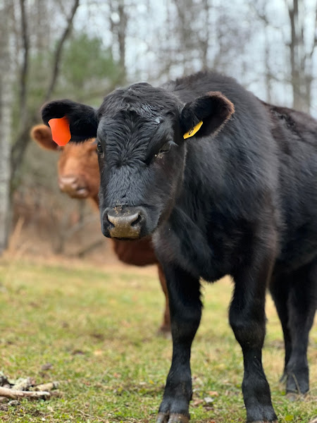 Six Days Farm Rustburg Pickup