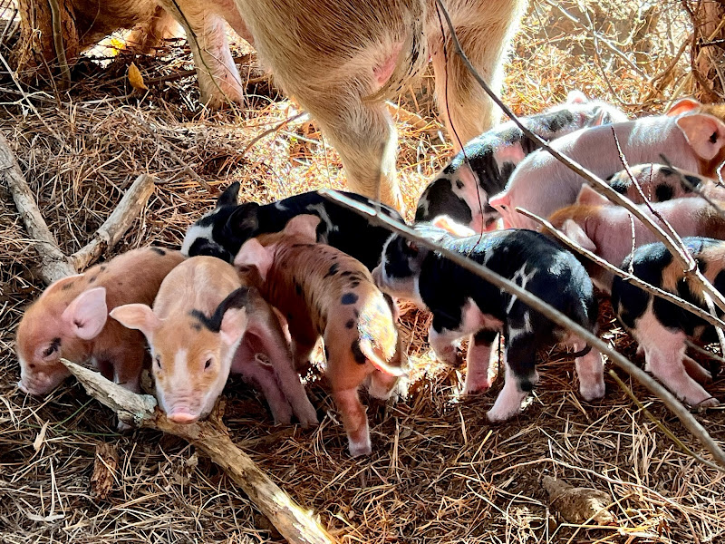 Six Days Farm Rustburg Pickup photo 3
