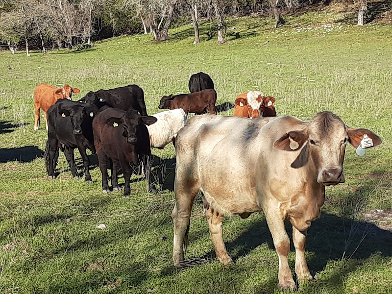 Walston Ranch - Mill Creek Beef