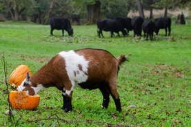 Northern Lights Christmas Tree Farm photo 12