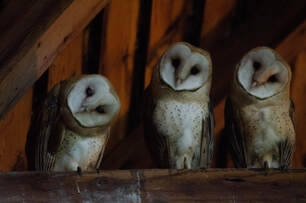 Northern Lights Christmas Tree Farm photo 13