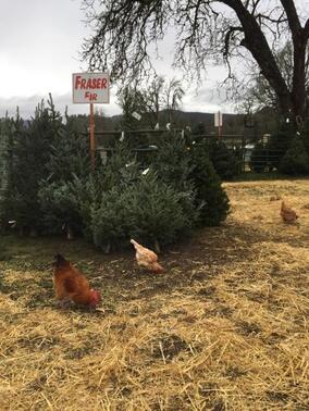 Northern Lights Christmas Tree Farm photo 14