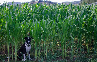 Northern Lights Christmas Tree Farm photo 16