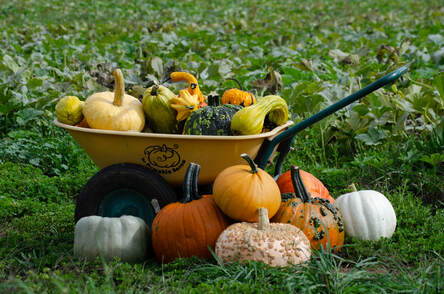 Northern Lights Christmas Tree Farm photo 17