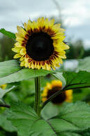 Northern Lights Christmas Tree Farm photo 18