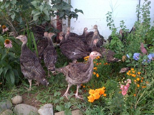 Northern Lights Christmas Tree Farm photo 19