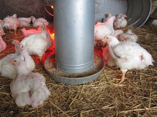 Northern Lights Christmas Tree Farm photo 20