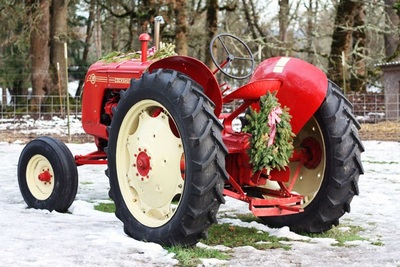 Northern Lights Christmas Tree Farm photo 3