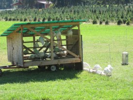 Northern Lights Christmas Tree Farm photo 21