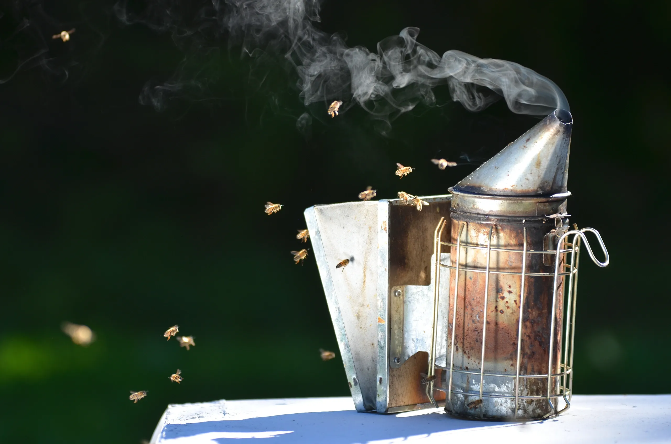 The Carolina Honey Bee Company - Carolina Bee Supply LLC