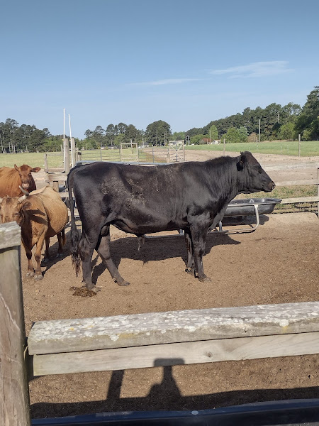 Stewart Farms Beef photo 3