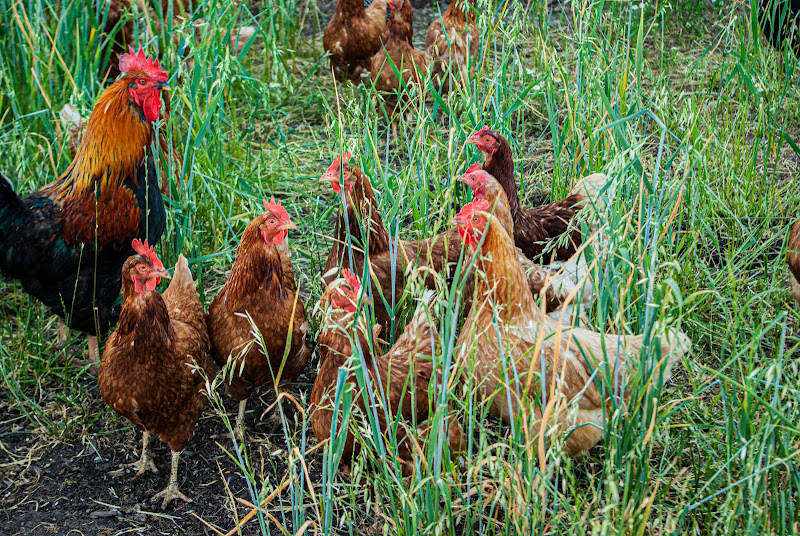 Stroupe Family Farm photo 2