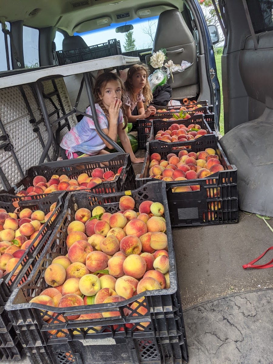 Ioerger Family Farms photo 2