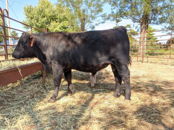600 Aberdeen Angus, Hereford