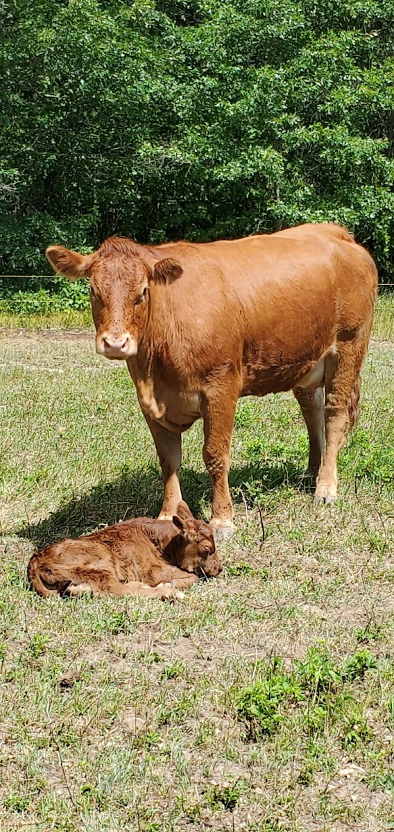 3rd Day Farmer’s Market and Store photo 2