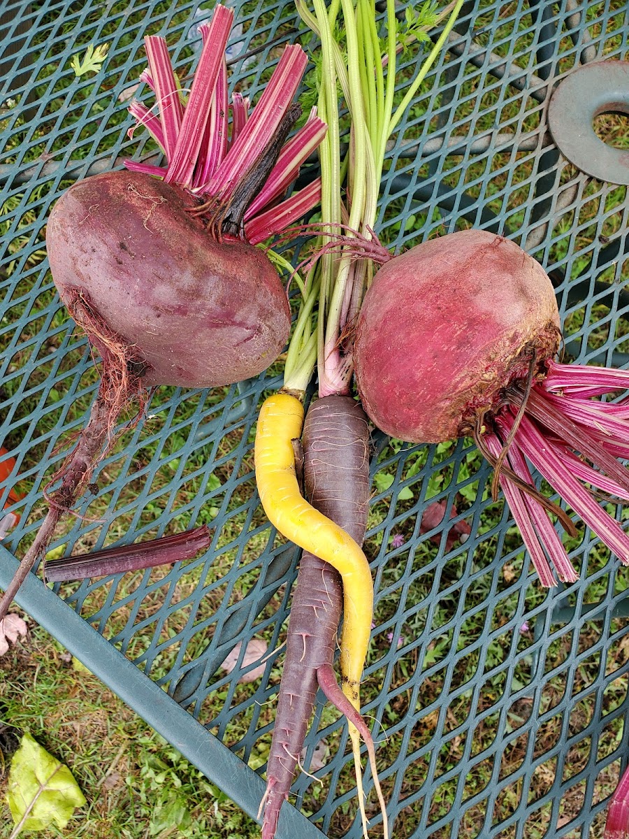 3rd Day Farmer’s Market and Store photo 3