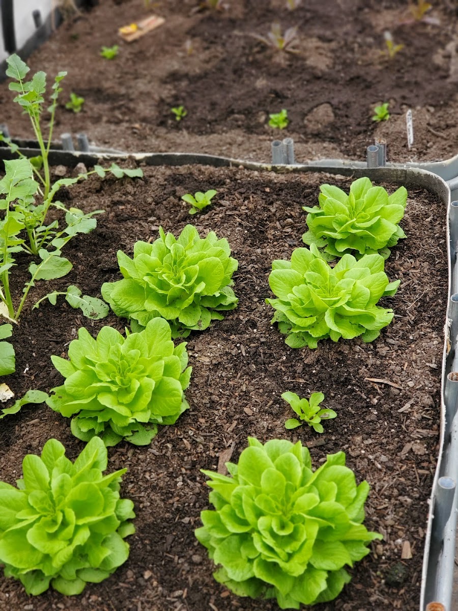3rd Day Farmer’s Market and Store photo 5