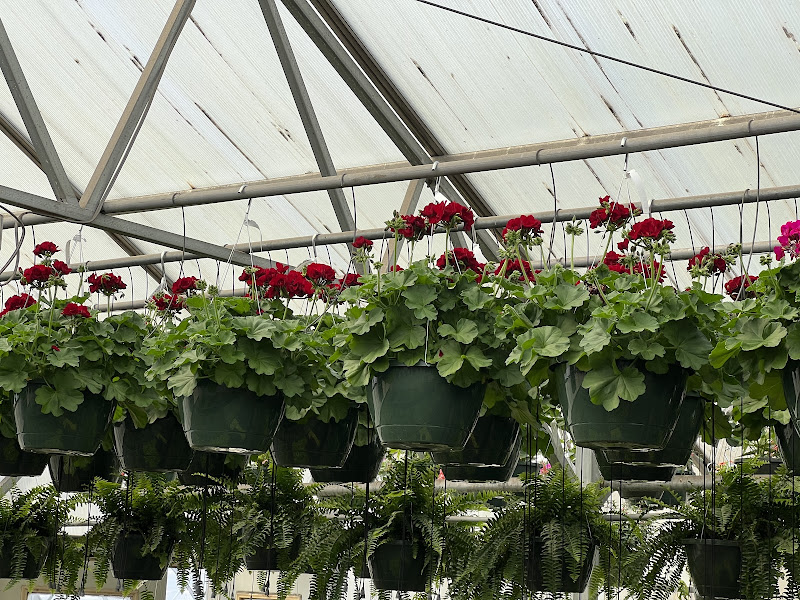 Link's Greenhouse photo 2