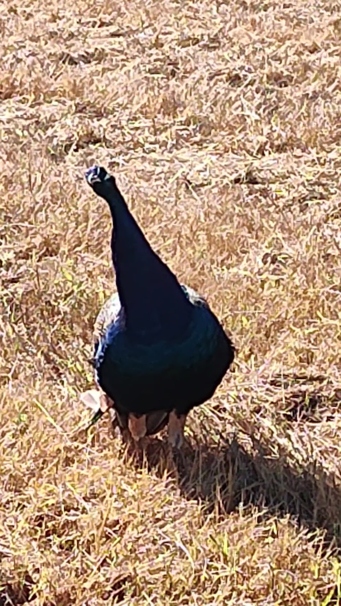 Sunny Acres Farm photo 4
