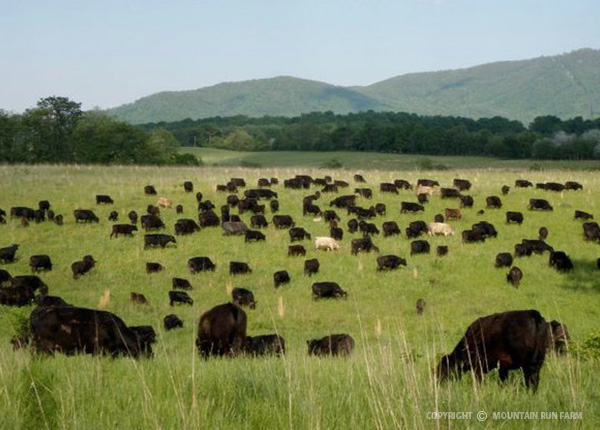 Mountain Run Farm photo 32