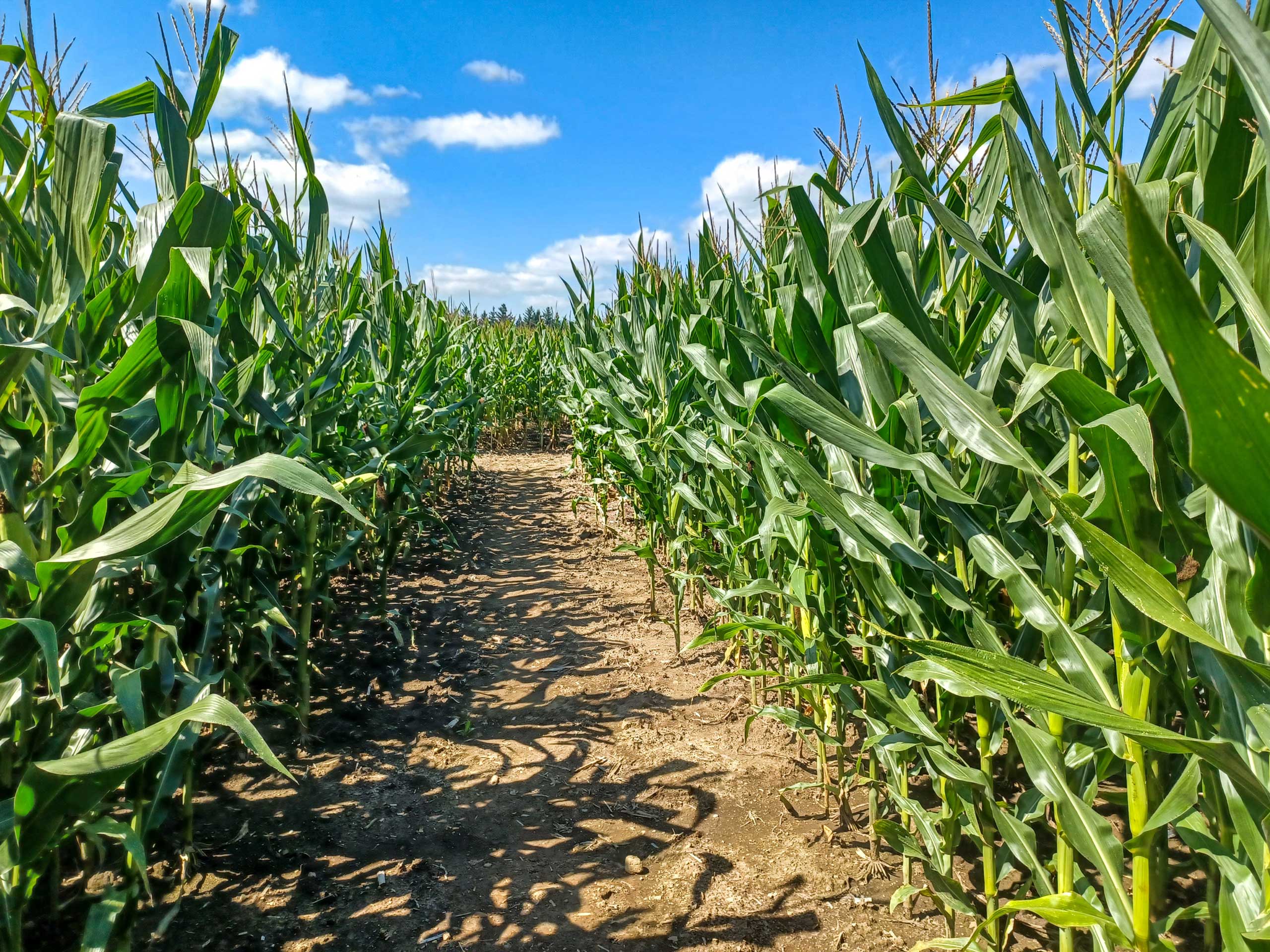 DaZe in a MaZe photo 13