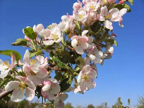 Sweetser's Apple Barrel and Orchards photo 2