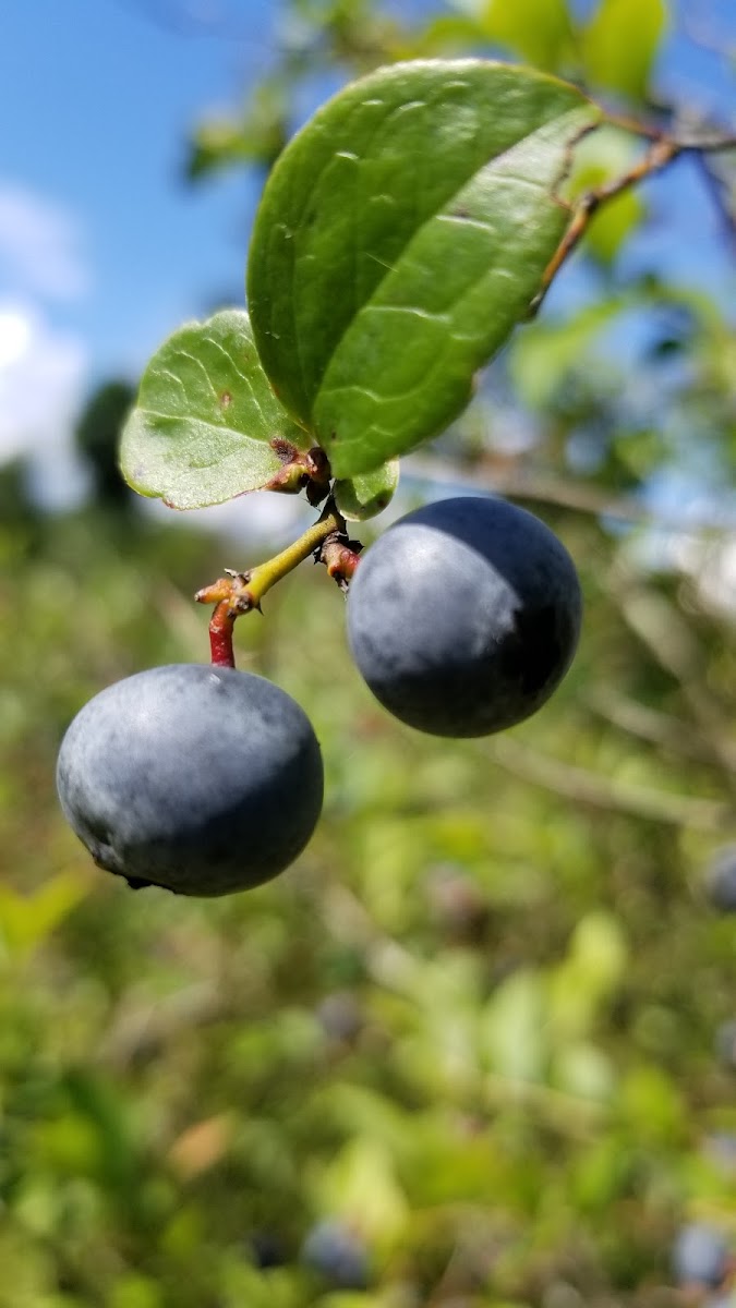 South Moon Farms