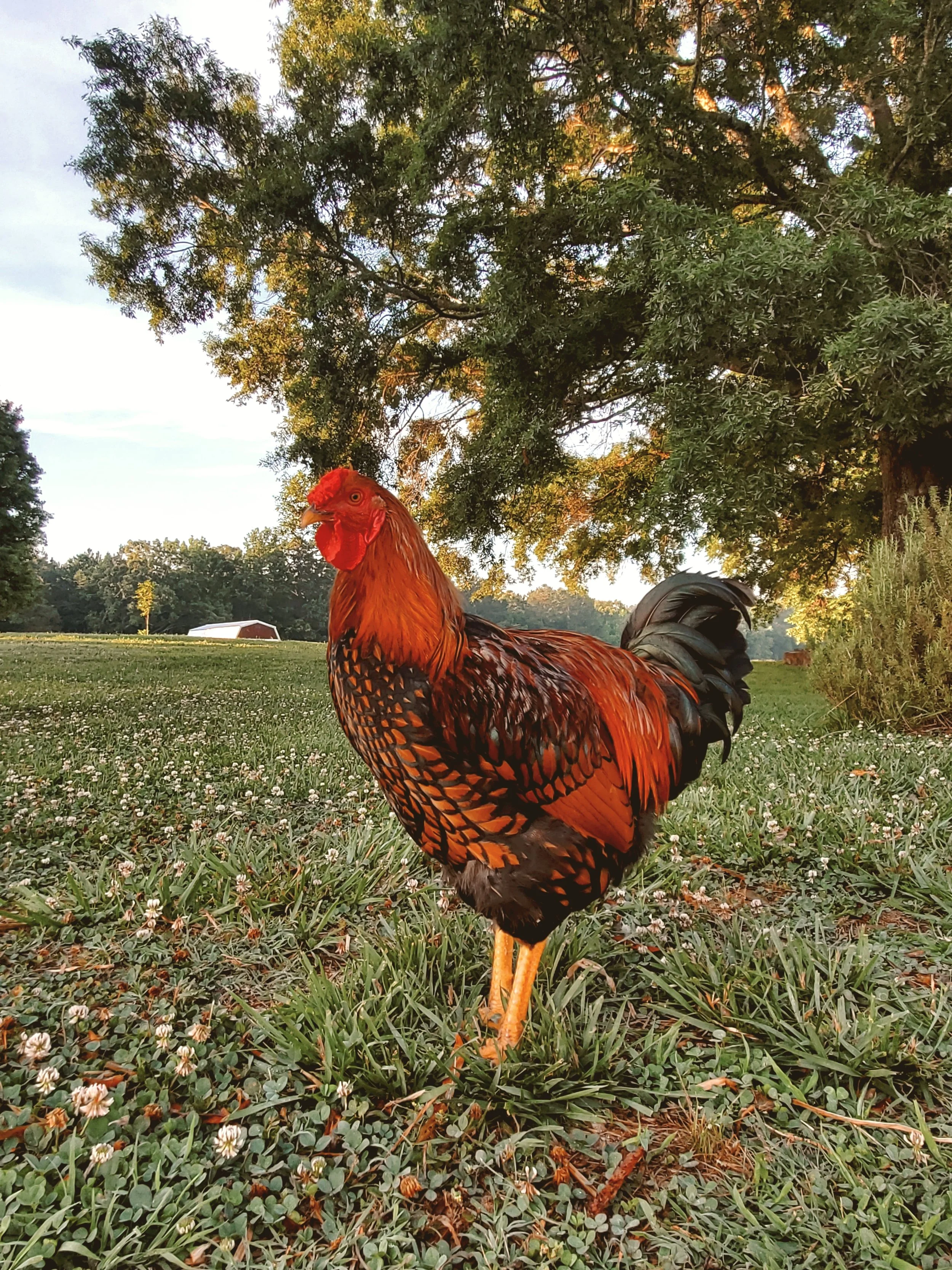 Gingerich Family Farm photo 6