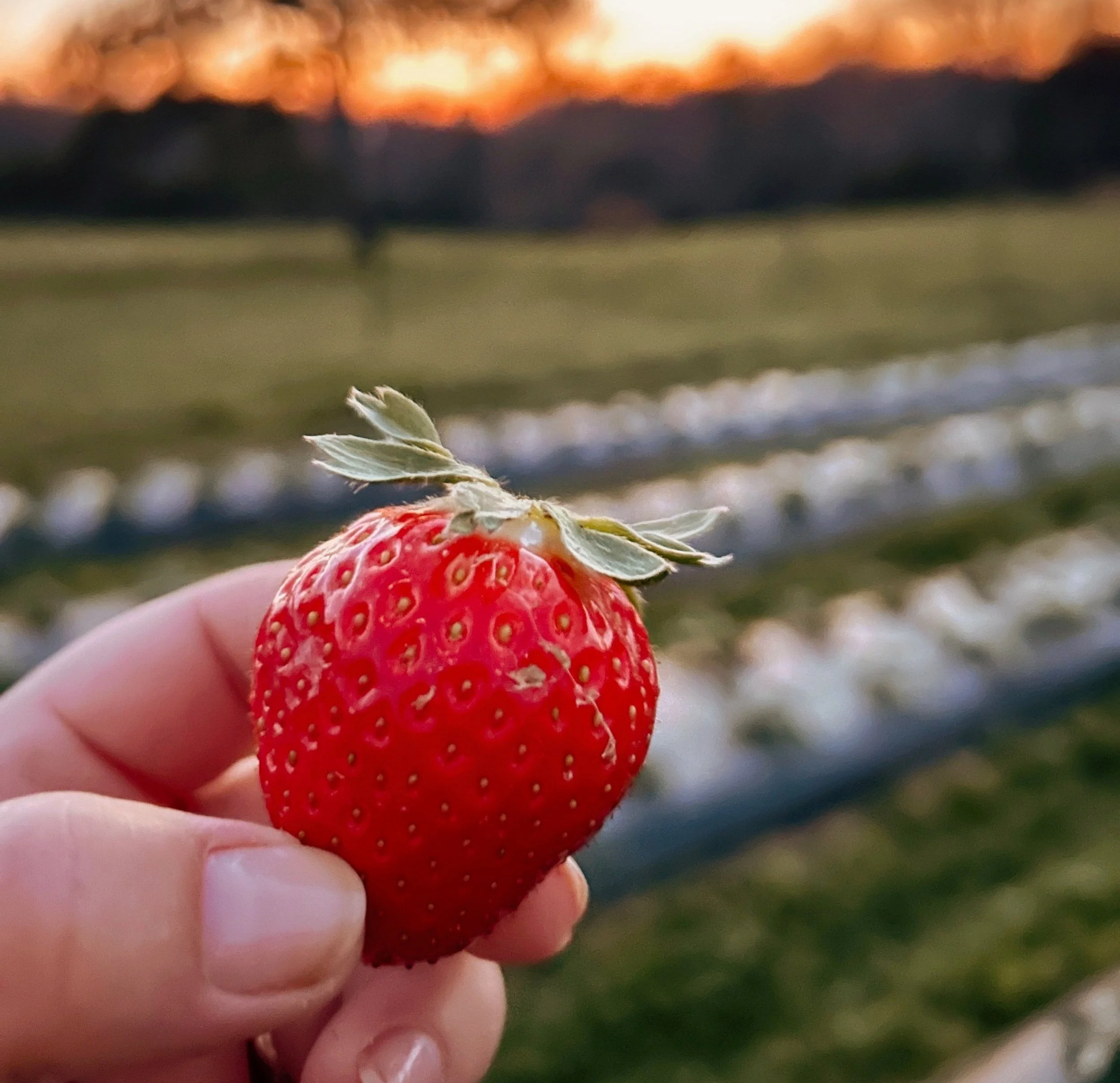 Gingerich Family Farm photo 7