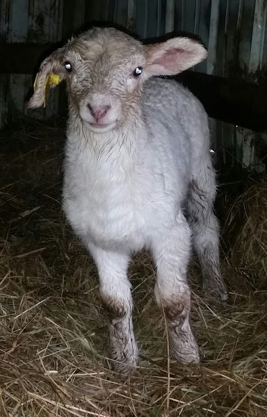 Gingerich Family Farm photo 2
