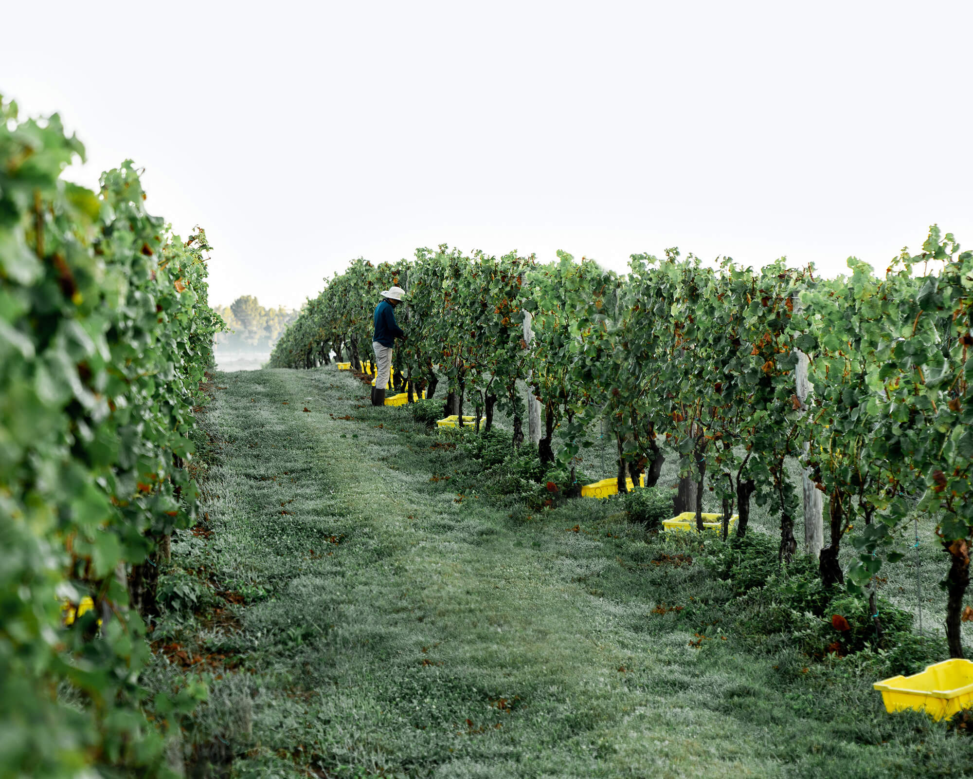 Greenhill Vineyard & Farm photo 6