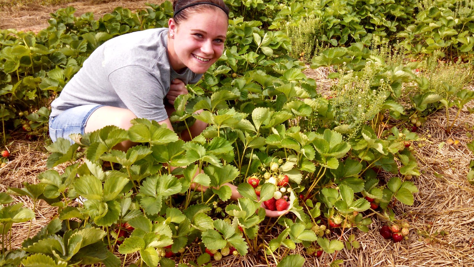 Cotant's Farm Market & Greenhouse Inc.