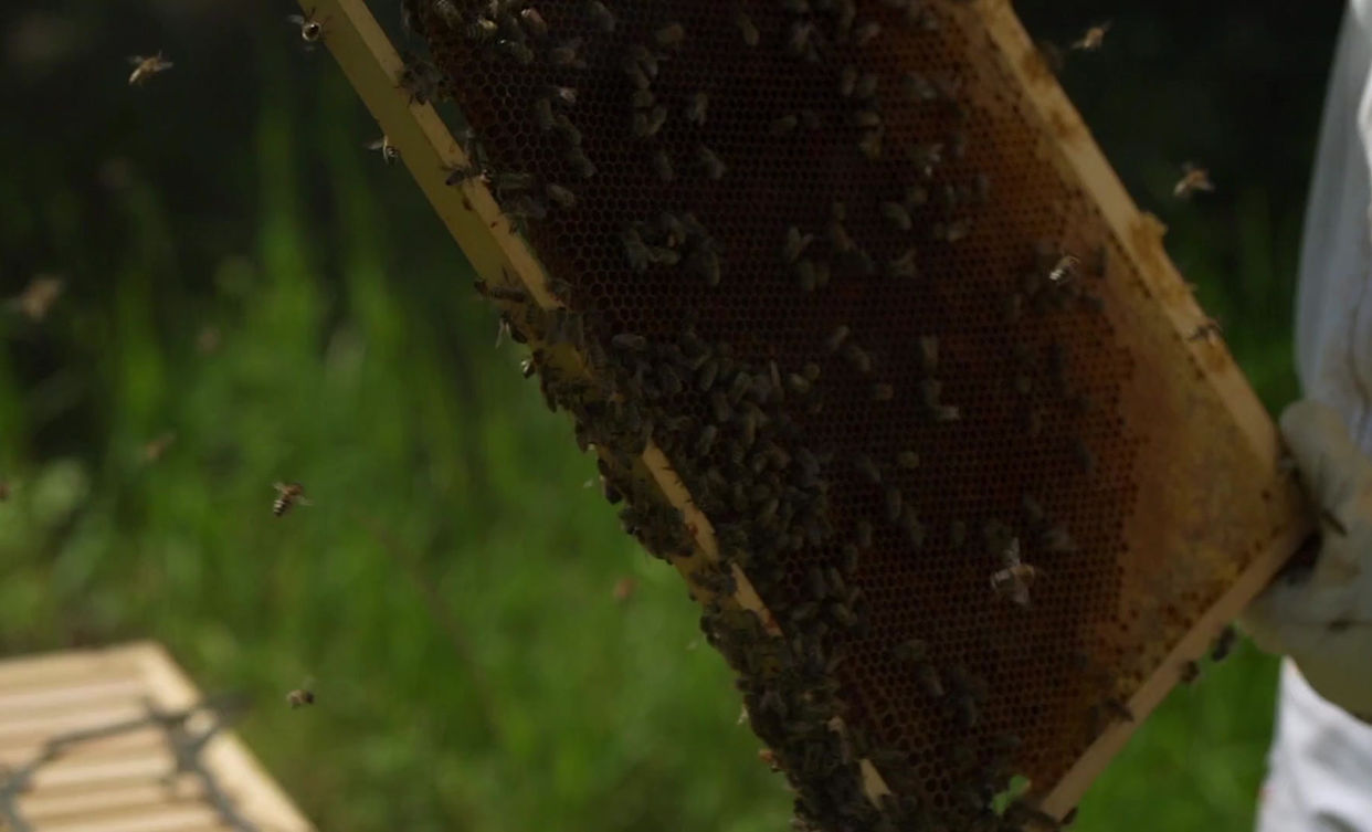 Ozark Honey Bee Farm - Honey, Soap, Bee Nucs - St. Louis Jefferson County photo 14