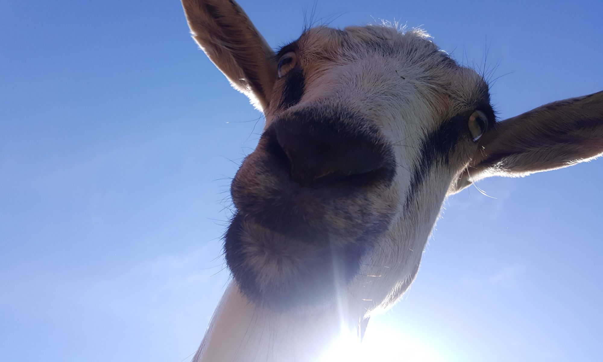 Shepherd's Whey Creamery photo 4