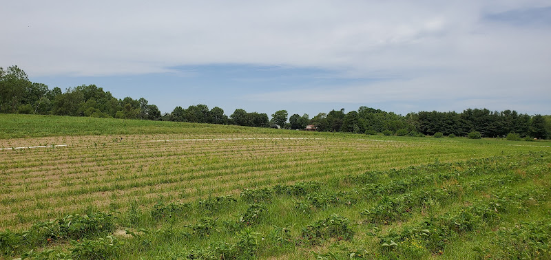 Rosey's Berry Farm photo 2