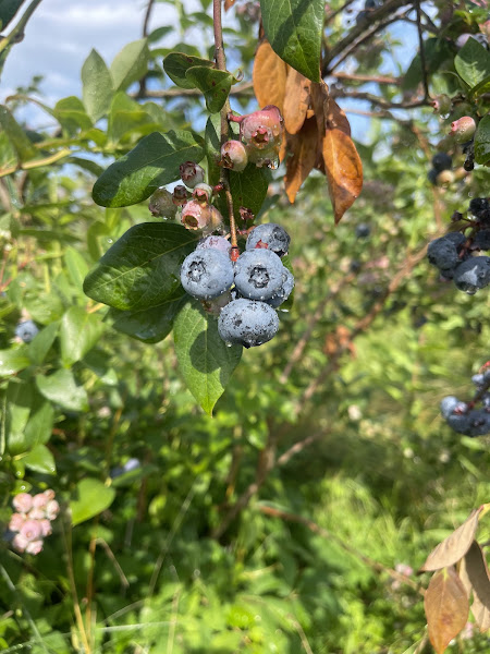 Rosey's Berry Farm photo 3