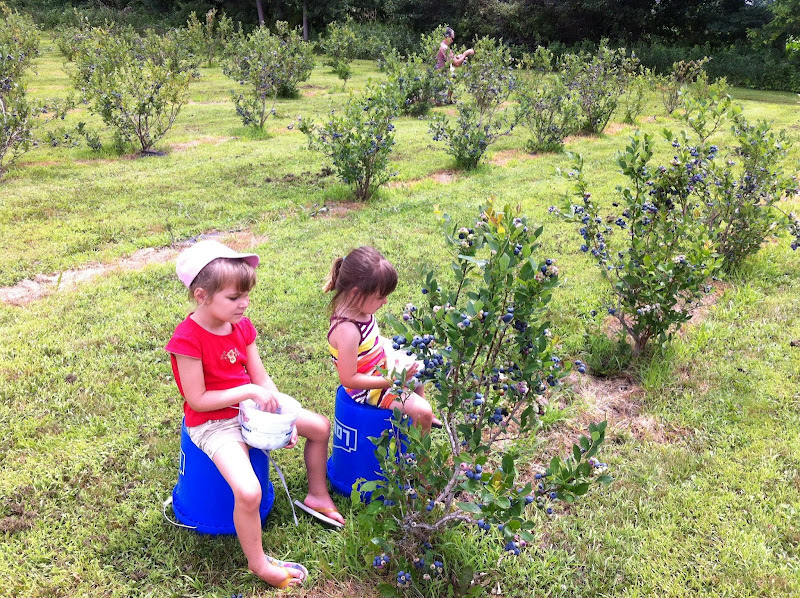 Rosey's Berry Farm photo 4