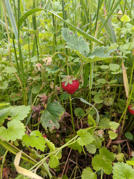 Rosey's Berry Farm