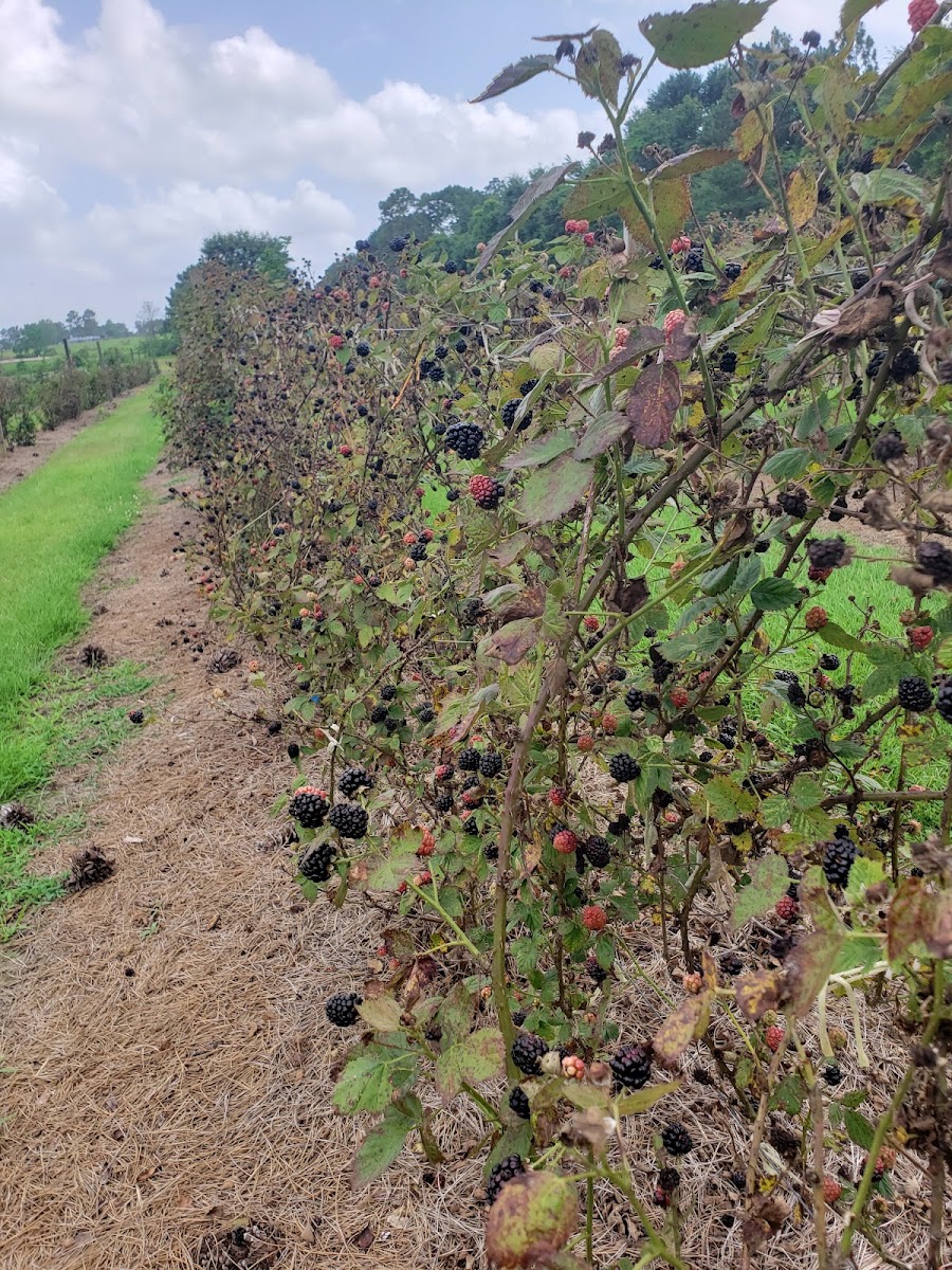 Gardners Berry Farm photo 2
