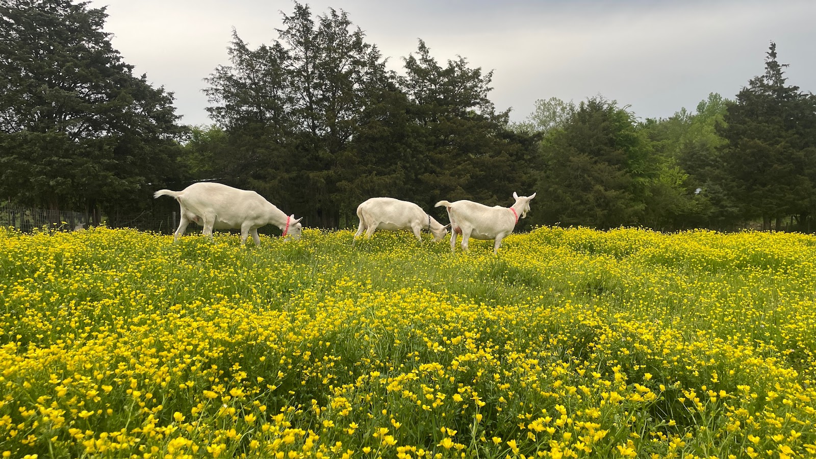 SleepyGoat Cheese LLC photo 2