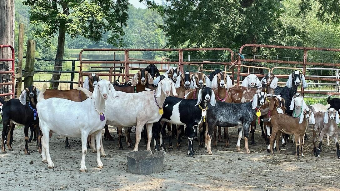 SleepyGoat Cheese LLC photo 3