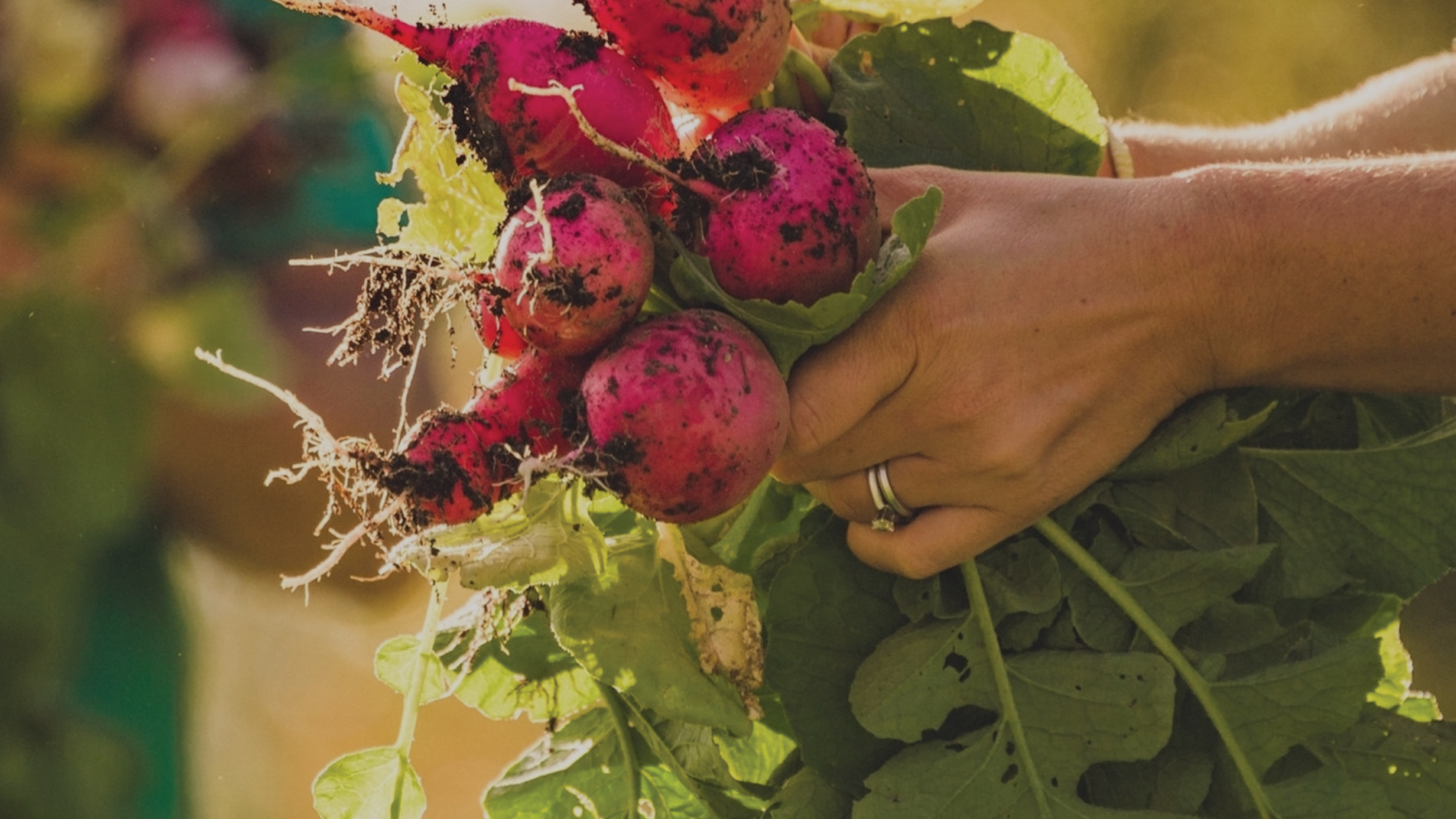 Cold Spring Farm photo 2