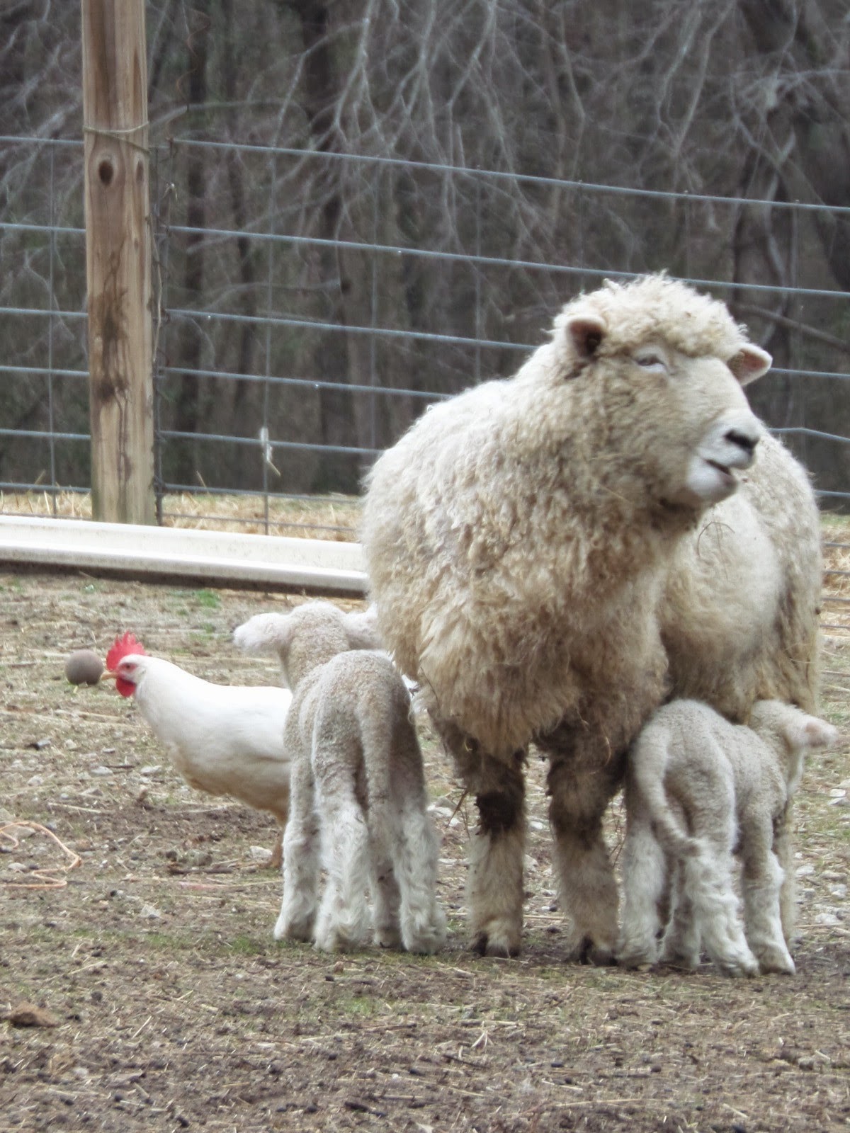 Merciful Hearts Farm